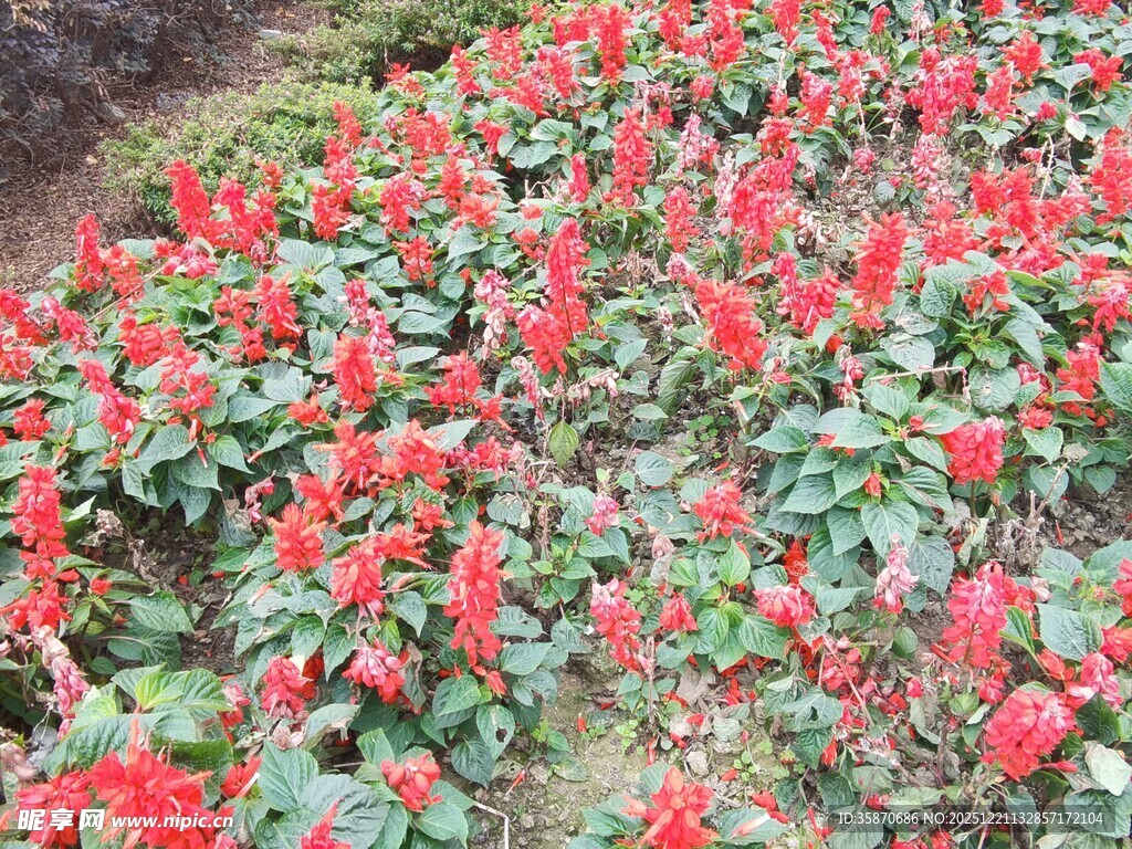 鲜艳一串红绽放美景