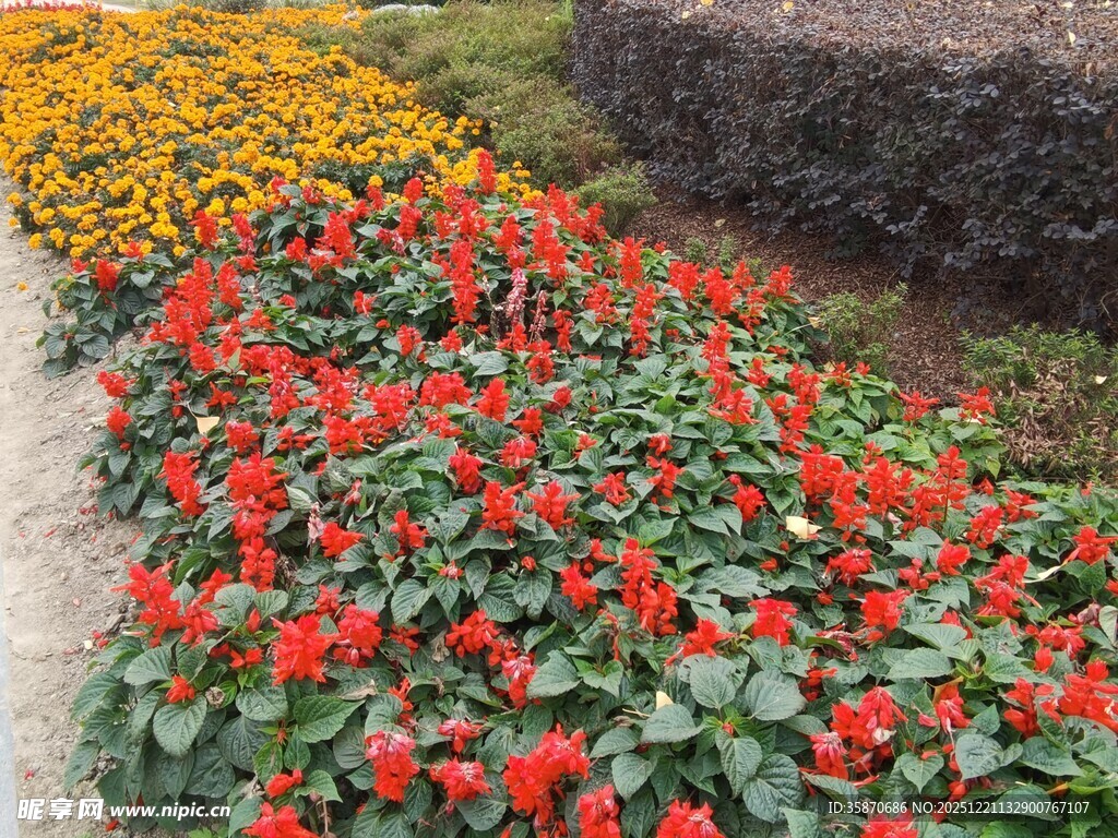 多彩花卉装点美丽景致