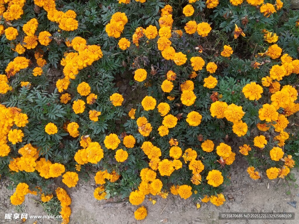 金黄花朵绽放于绿叶间