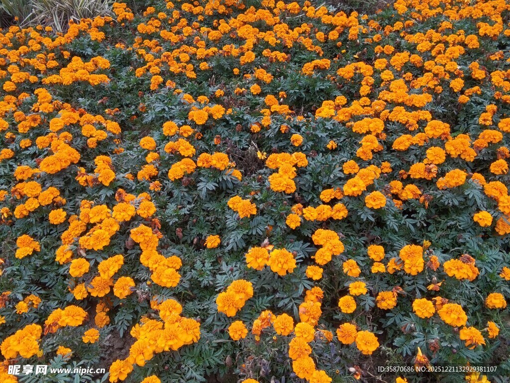 满地灿烂万寿菊绽放