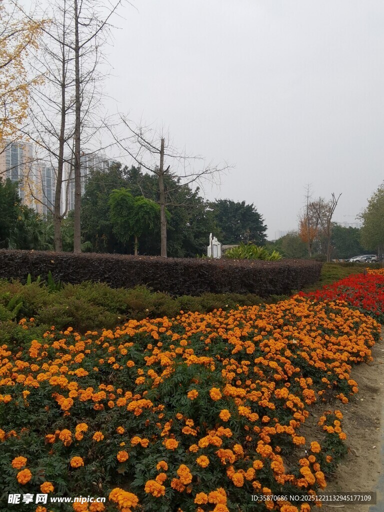 秋日盛放的多彩菊花景观