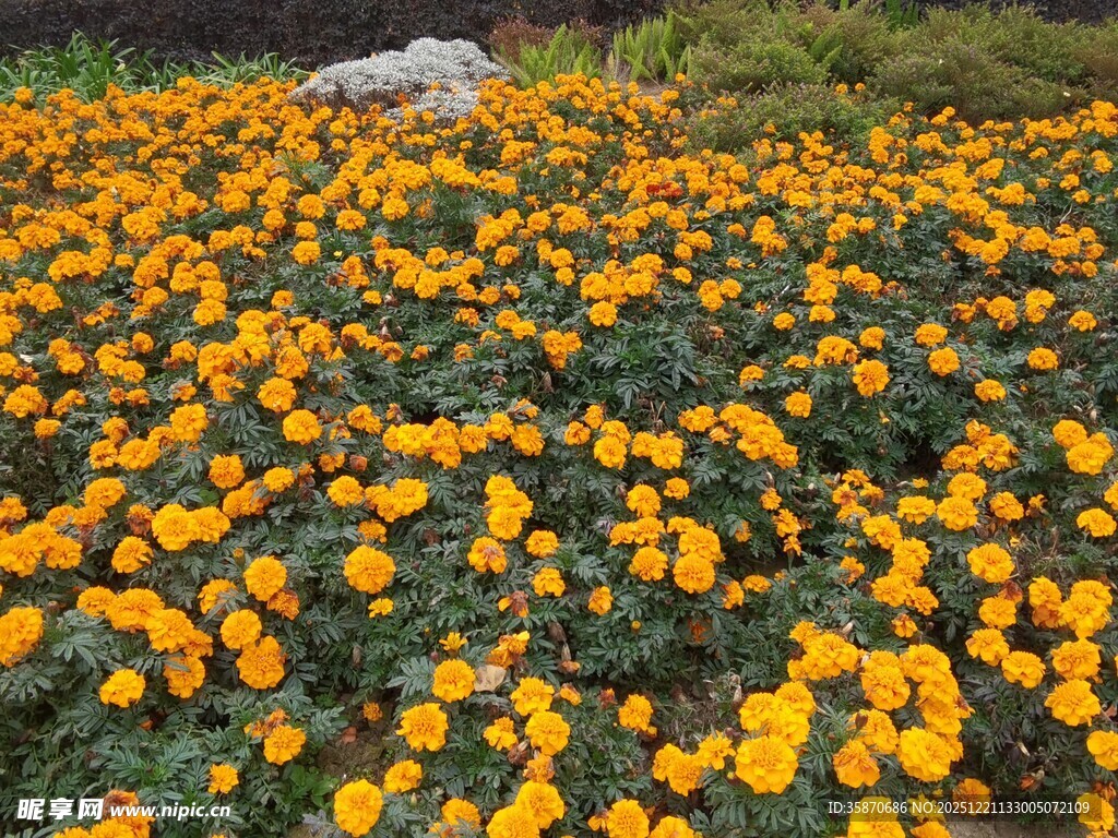 金黄灿烂的万寿菊花海