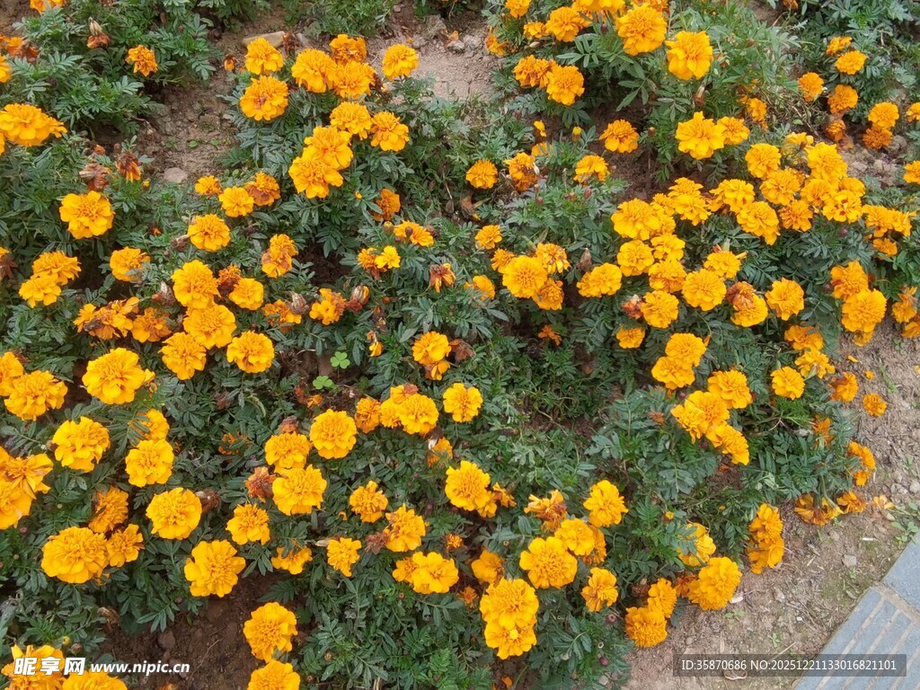 金黄小花绽放于绿地间