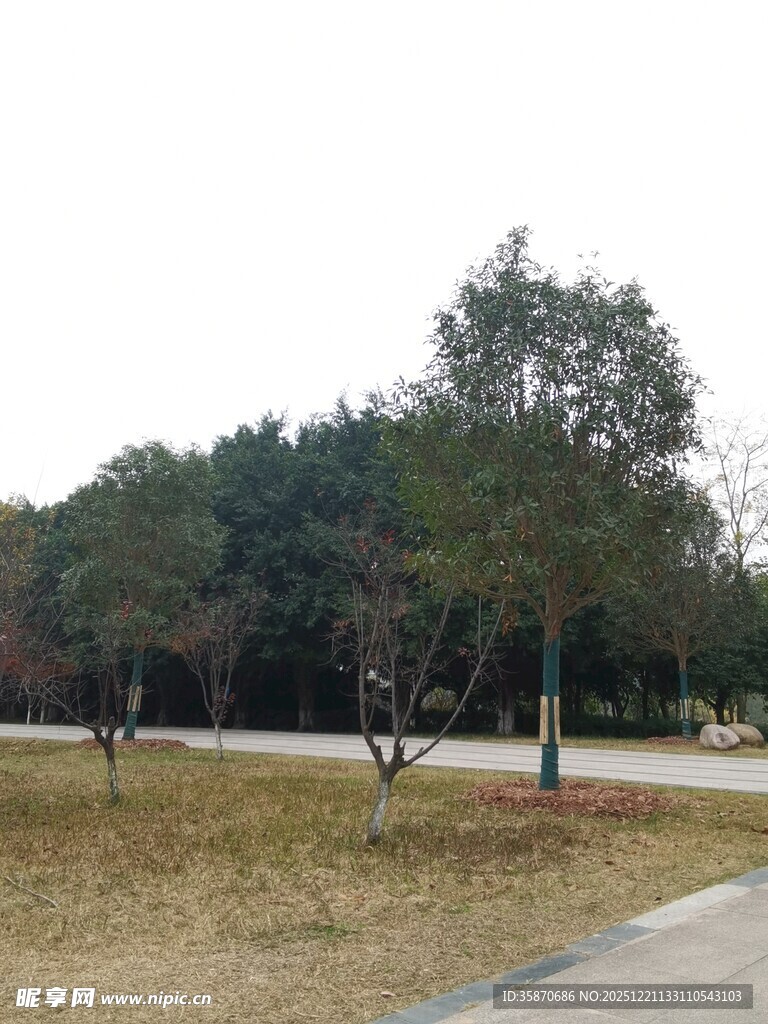 公园开阔草地与树木景观