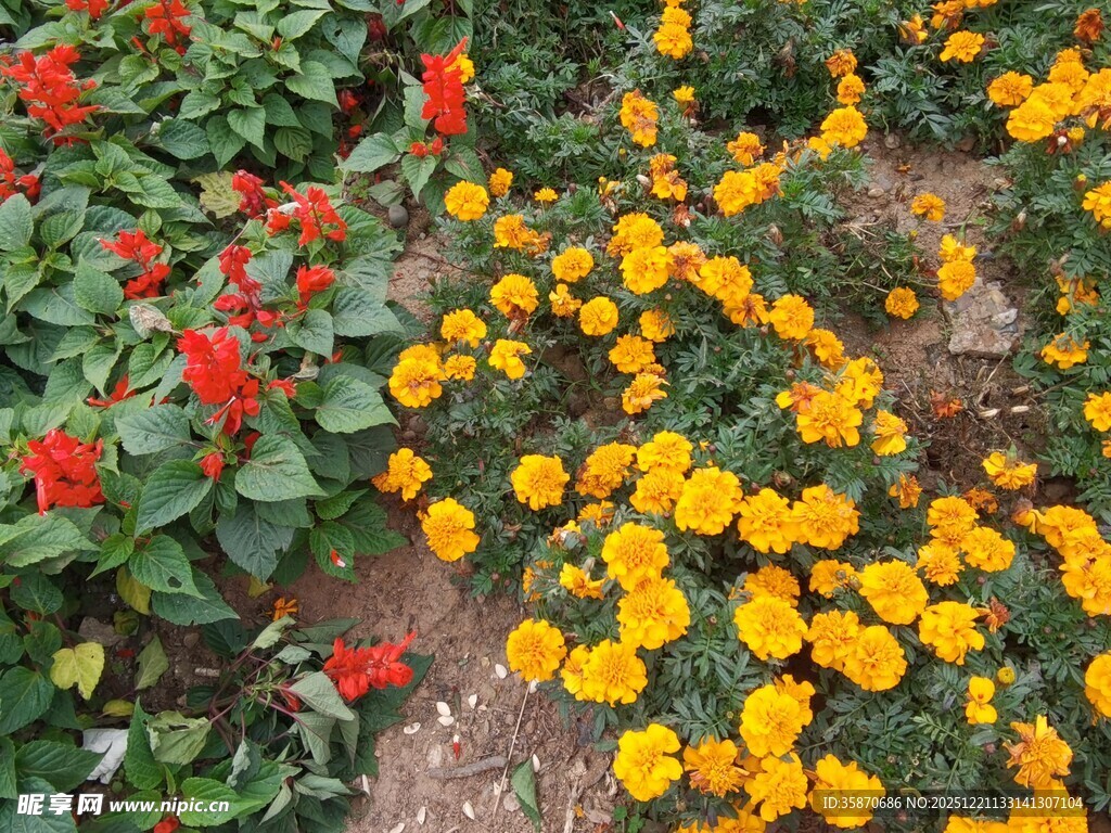 多彩花卉绽放于花园中