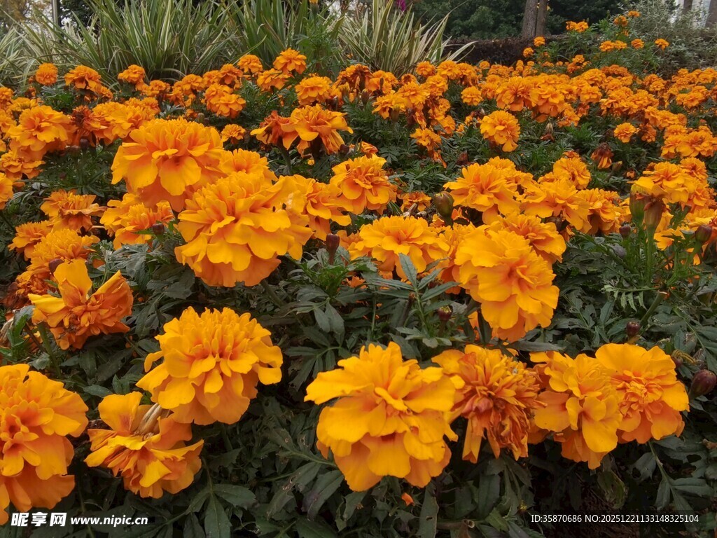 鲜艳橘色万寿菊绽放美景