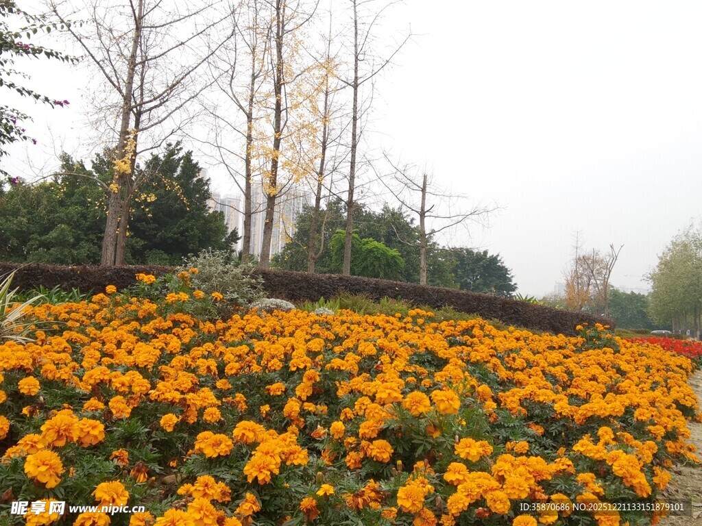 秋日绚烂菊花盛放景观