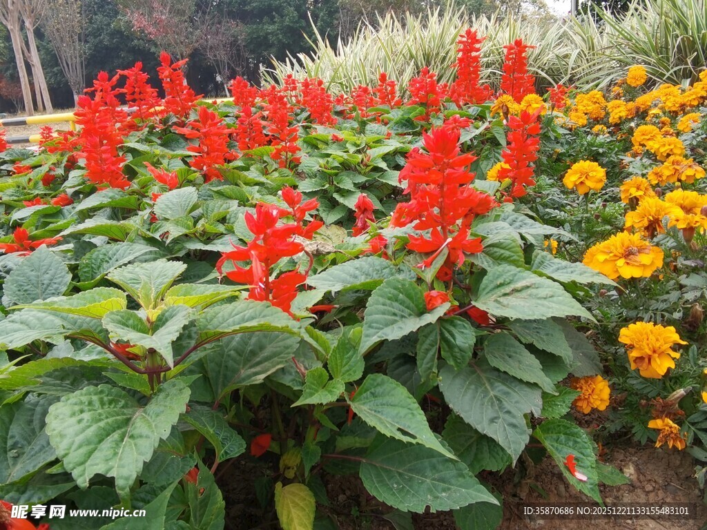 鲜艳一串红与多彩花卉