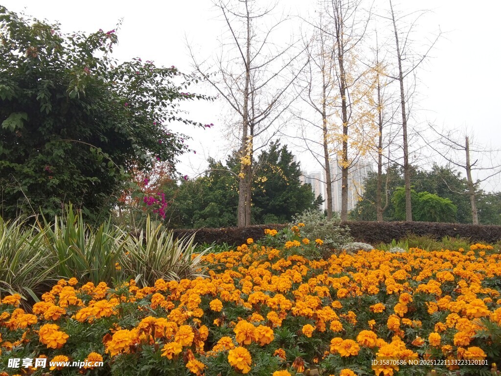 金黄花海装点美丽园林