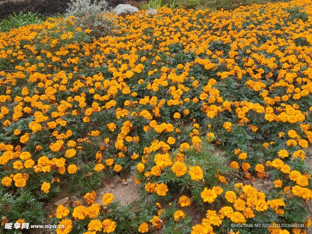 金黄万寿菊盛放的花田