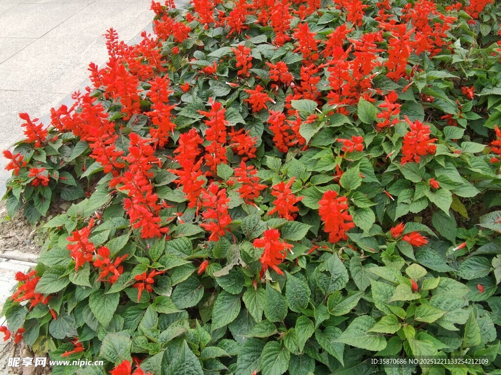 鲜艳串串红绽放绿意间