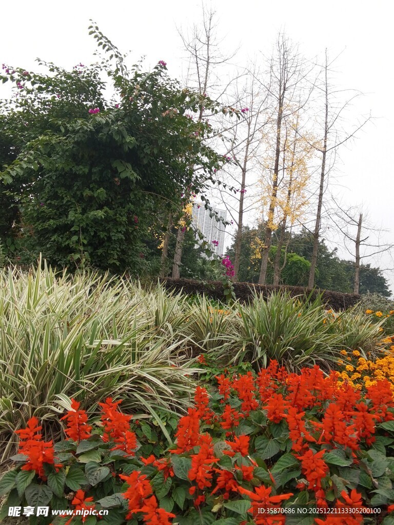 花园中的绚烂花卉景观