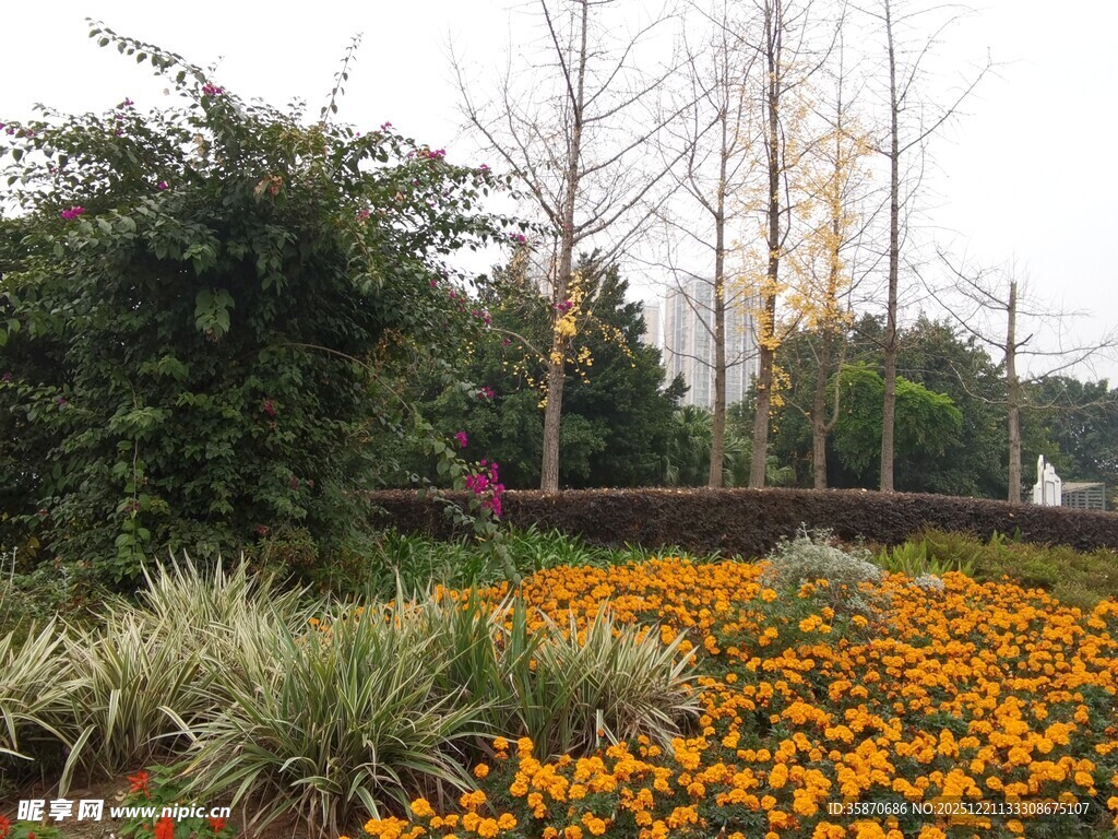 秋日花园中的绚烂花卉景观