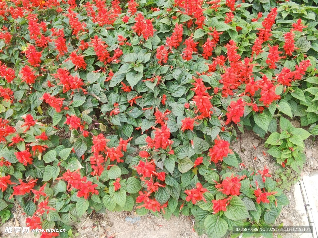 鲜艳串串红绽放绿叶间