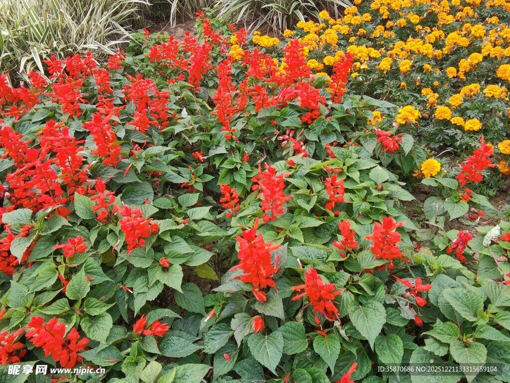 鲜艳一串红与黄花景观