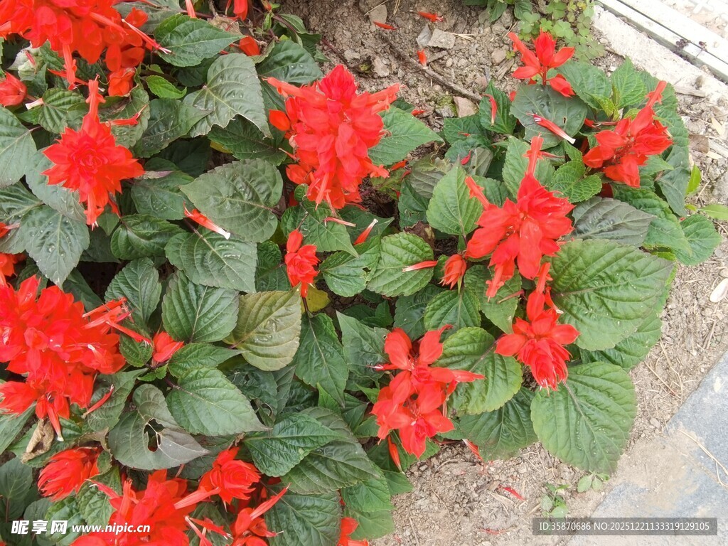 鲜艳红色花卉绽放