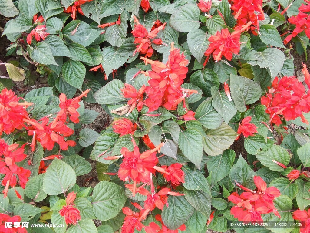 鲜艳串串红绽放绿叶间