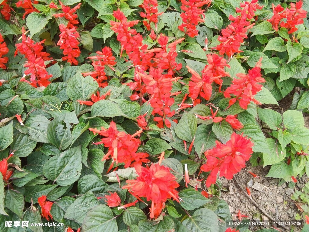 一串红绽放艳丽夺目