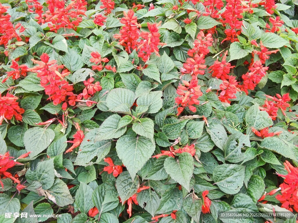 鲜艳串串红植物景观