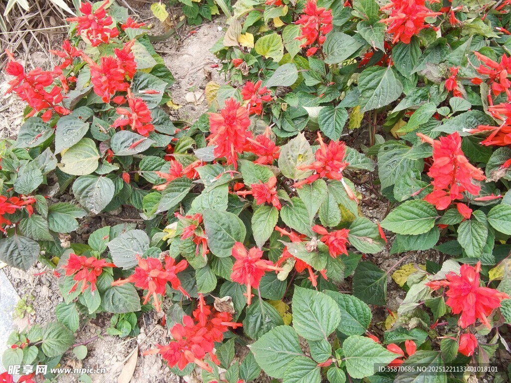 鲜艳串串红绽放生机