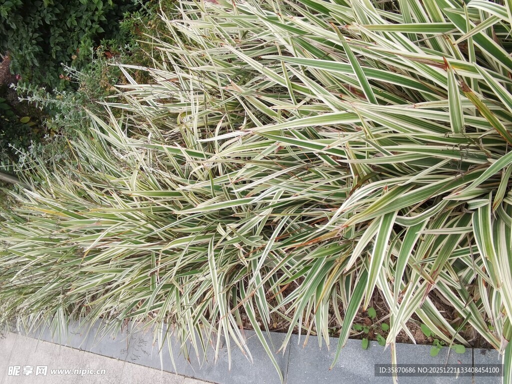 翠绿金边草自然清新景致