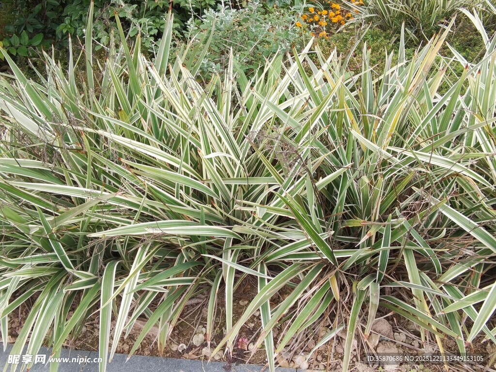 翠绿剑叶植物景观