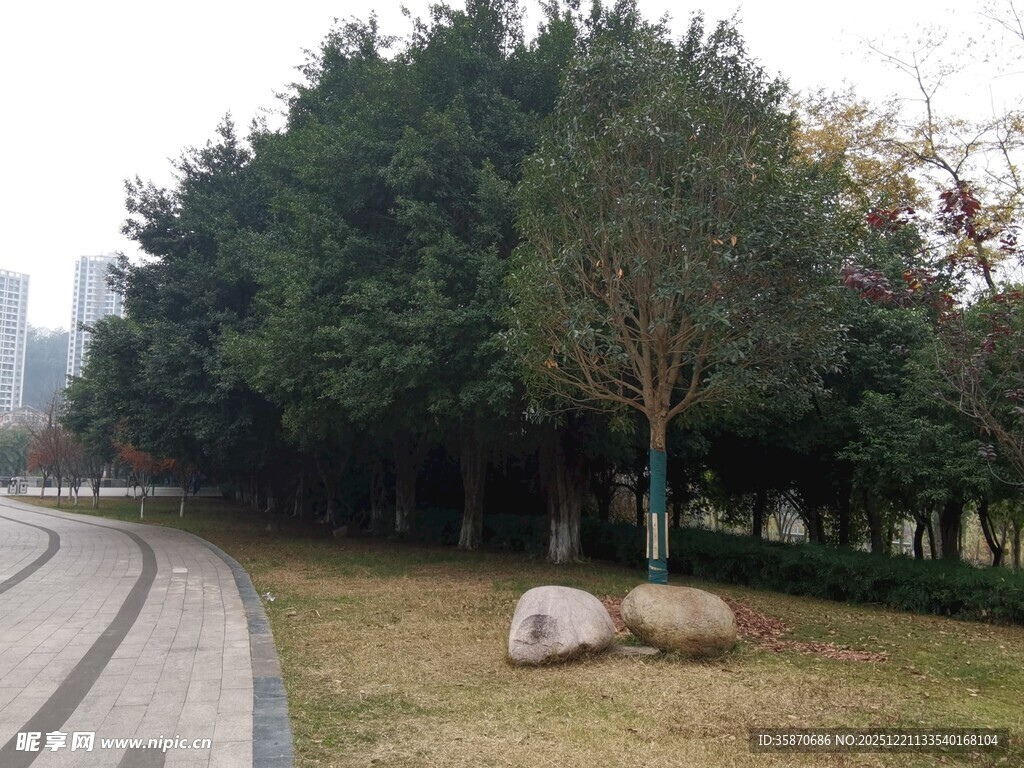 城市公园中的静谧草地景观