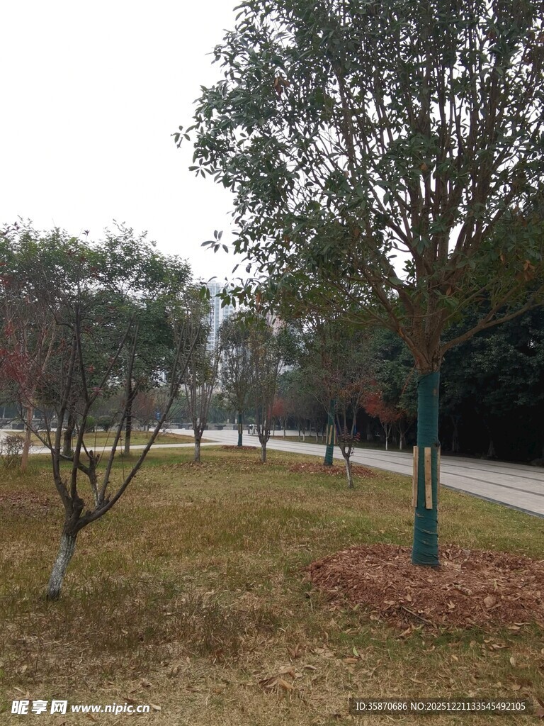 冬日公园树木景观