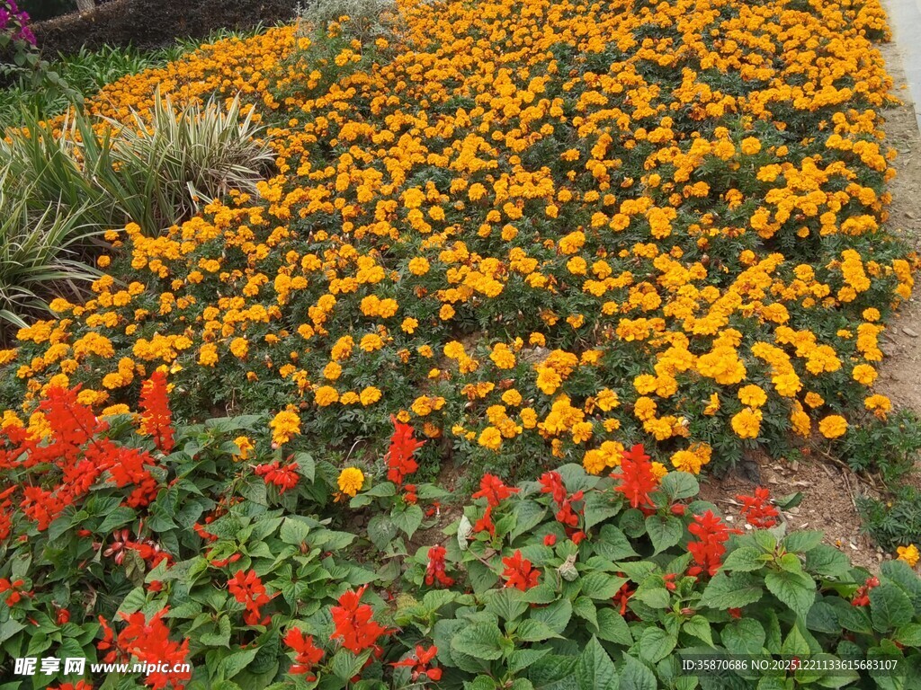 缤纷花海绽放绚烂色彩