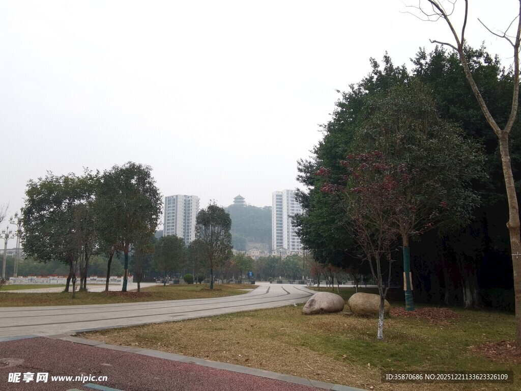 城市公园中的静谧林荫道