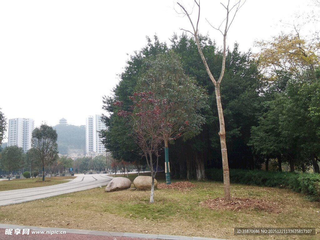 城市公园中的树木与道路