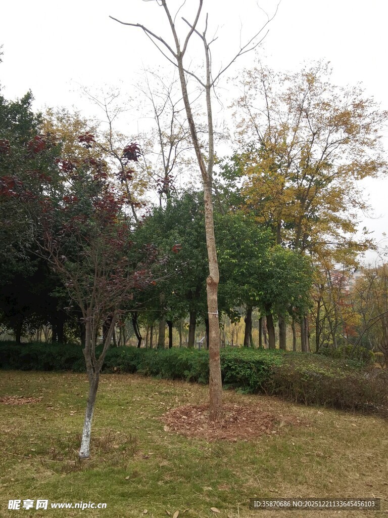 秋日公园中的树木景观