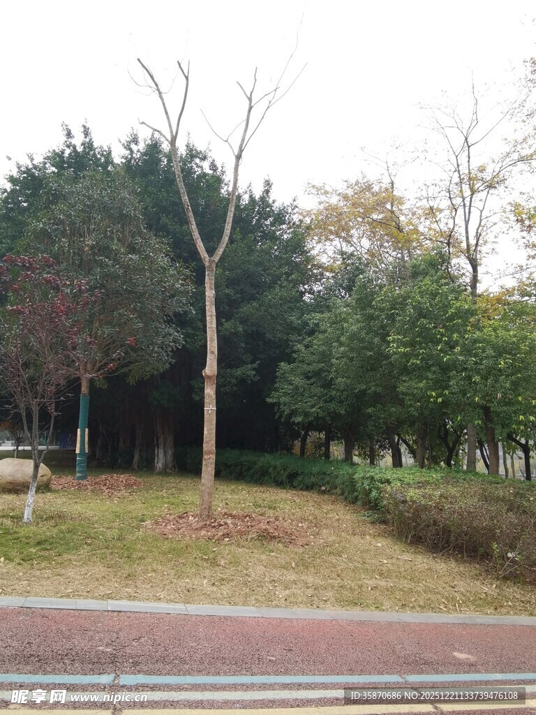 公园中的树木与开阔草地