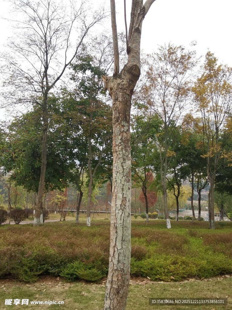 秋日公园树木景观