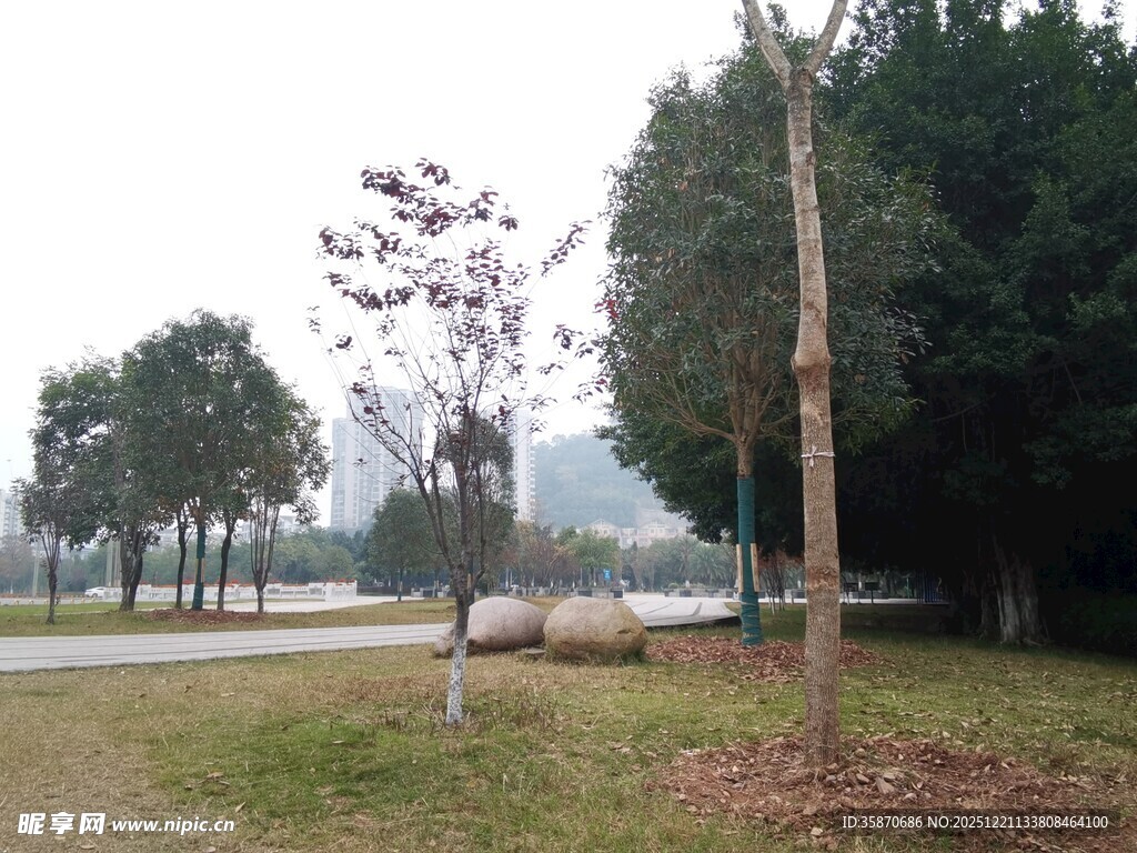 公园中的树木与开阔道路