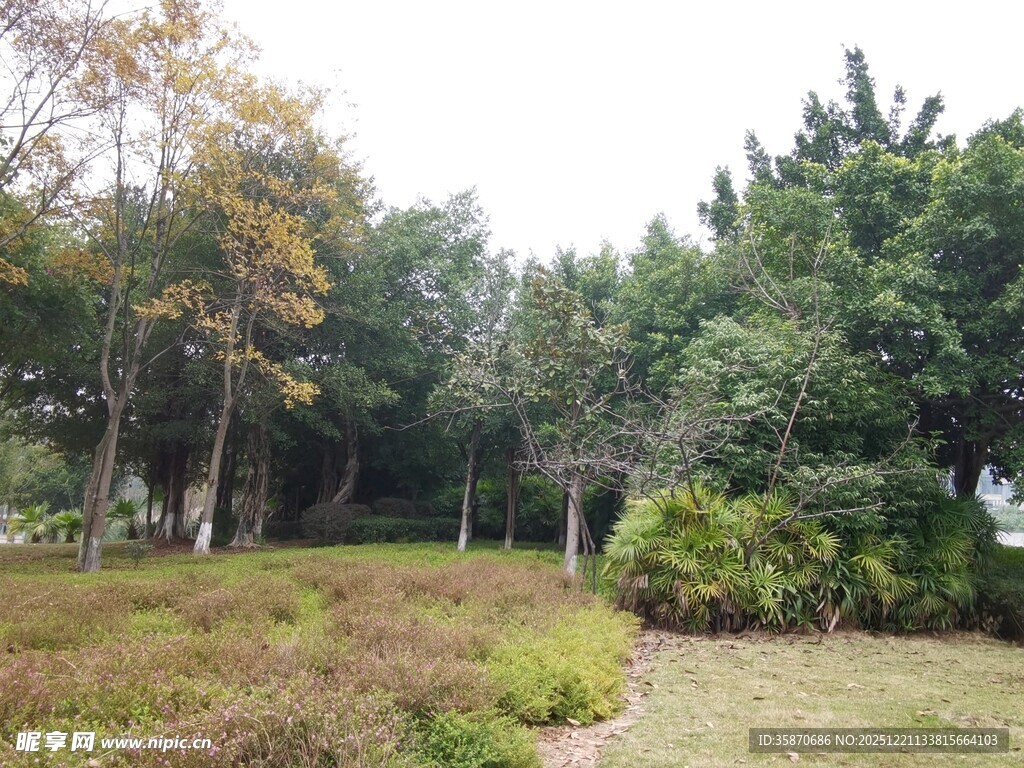 秋日林间草地风景
