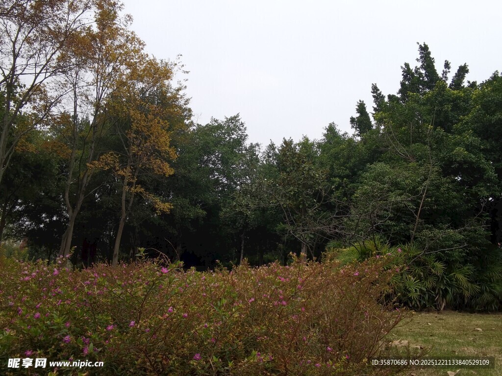 秋日郊野树林景观