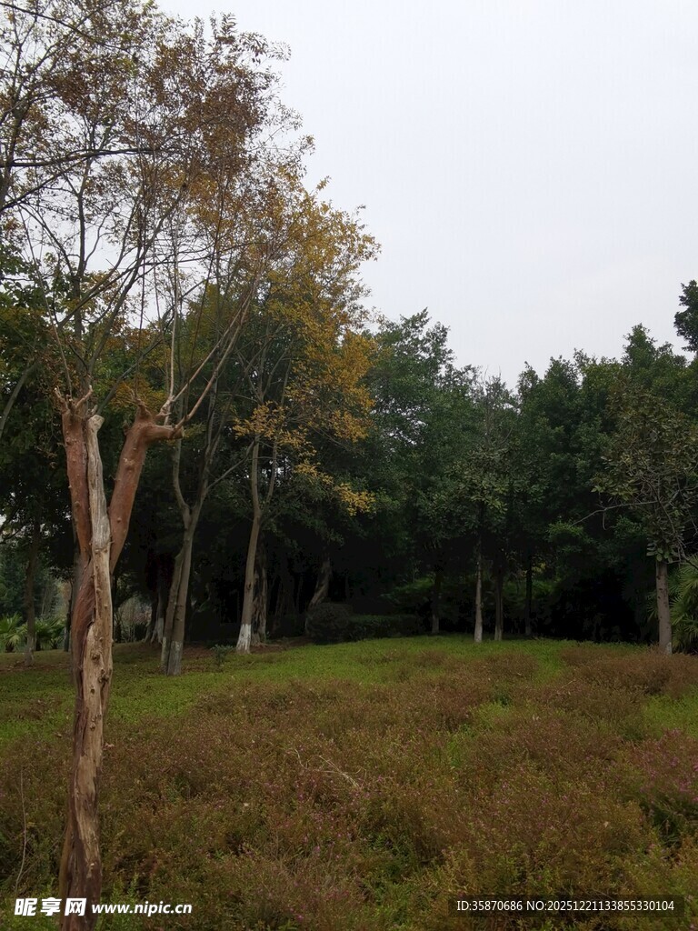 秋日林间草地景色