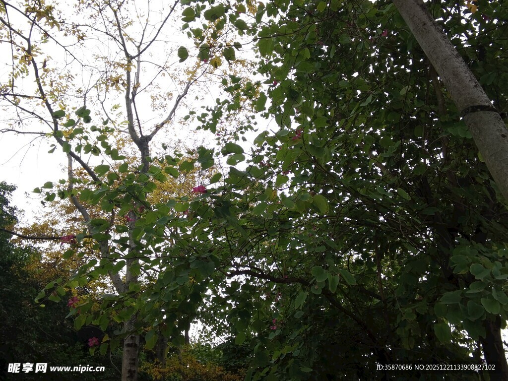 林间繁茂树木景象