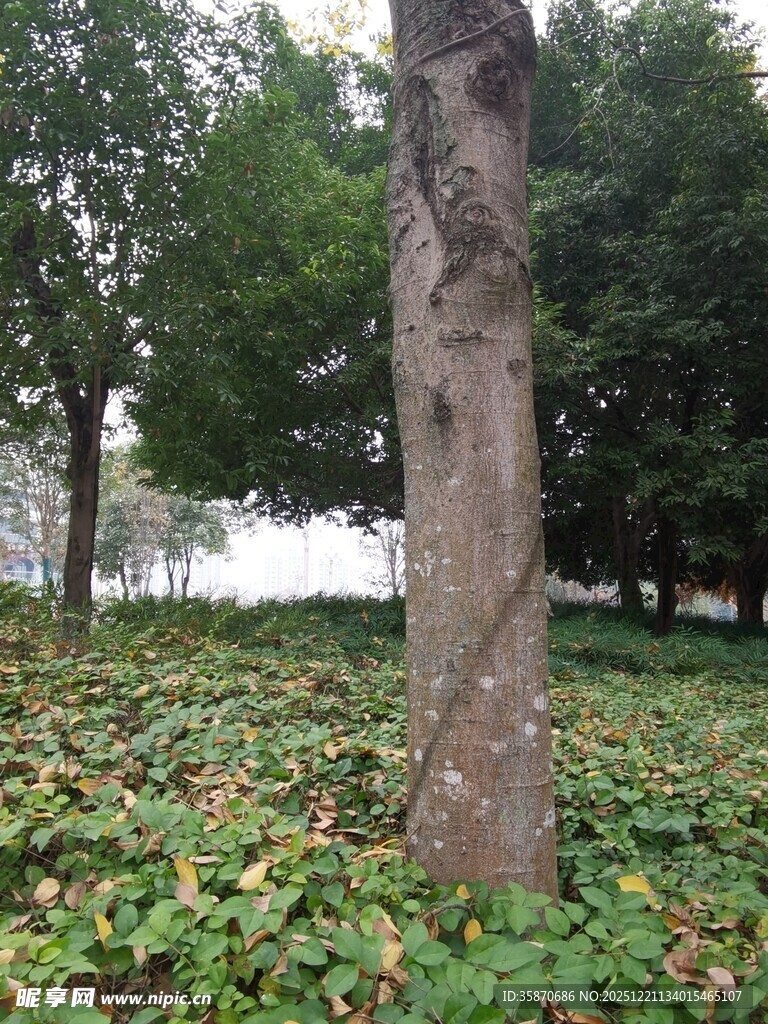 树下落叶与绿植的景致