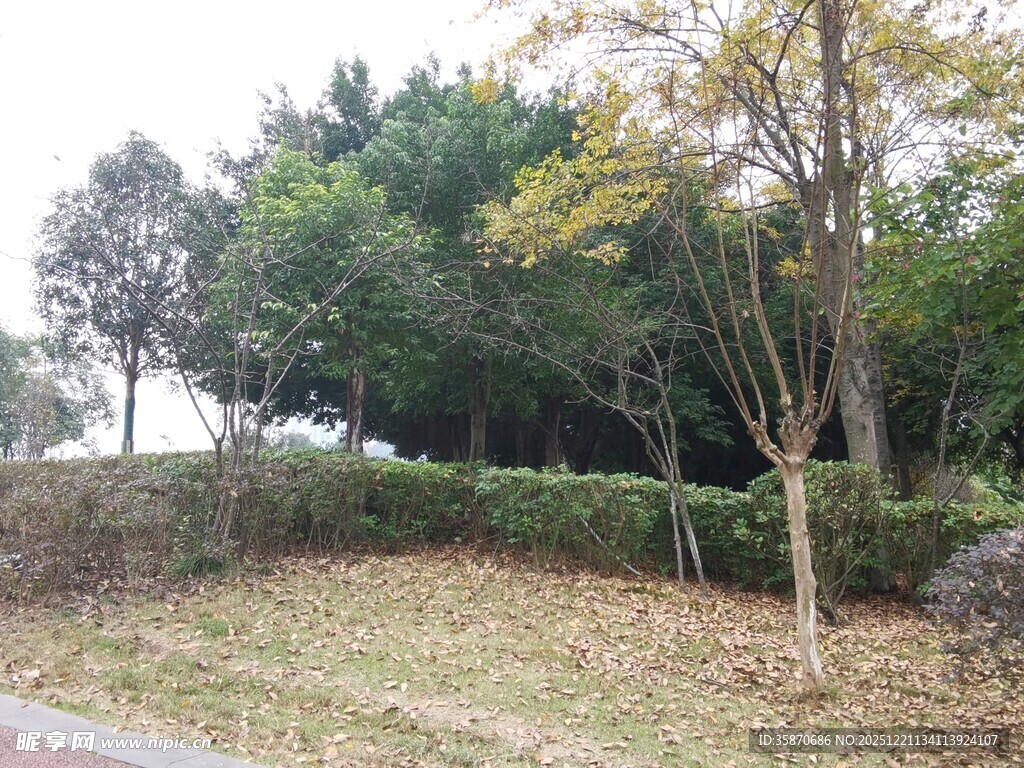 秋日郊野树木景观