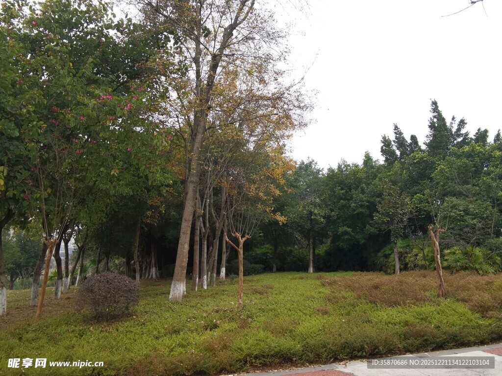 秋日公园绿意盎然景致