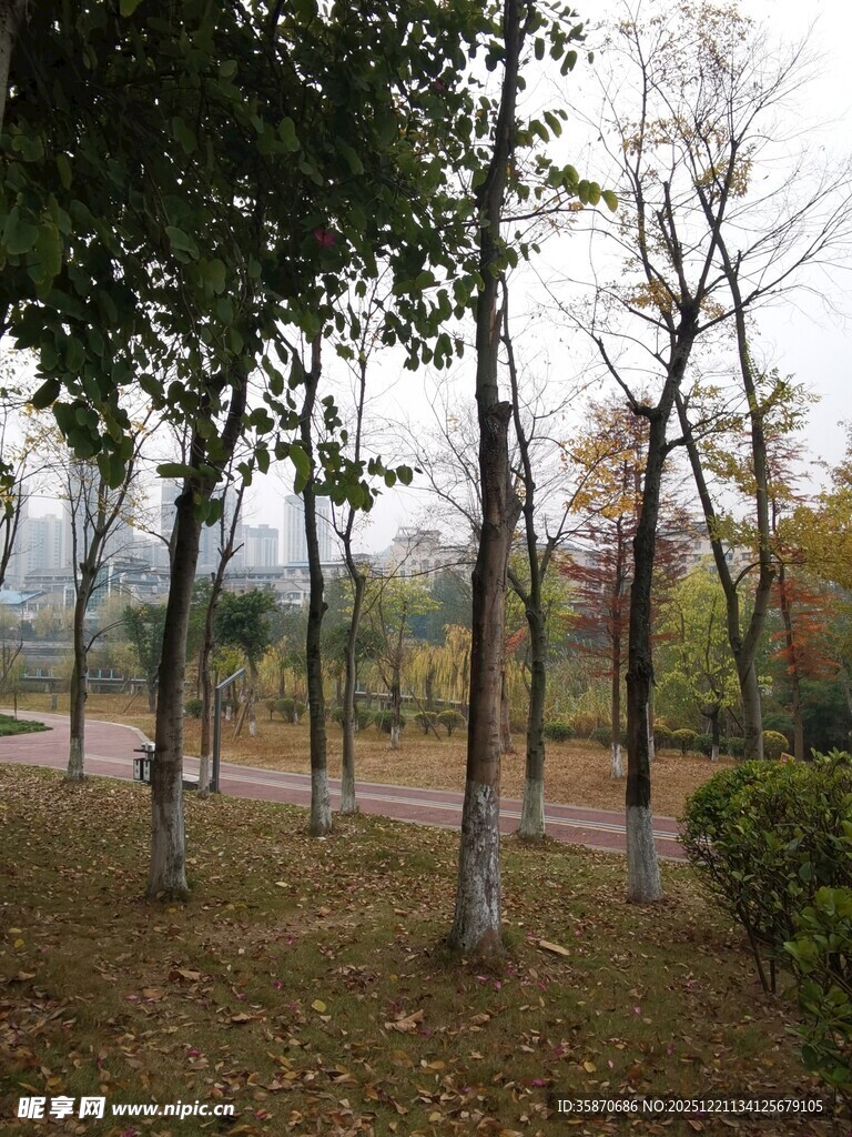 秋日公园林间小道景色