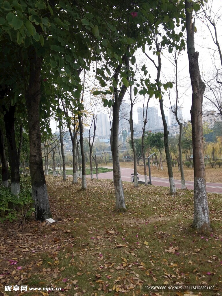 秋日林间静谧景象