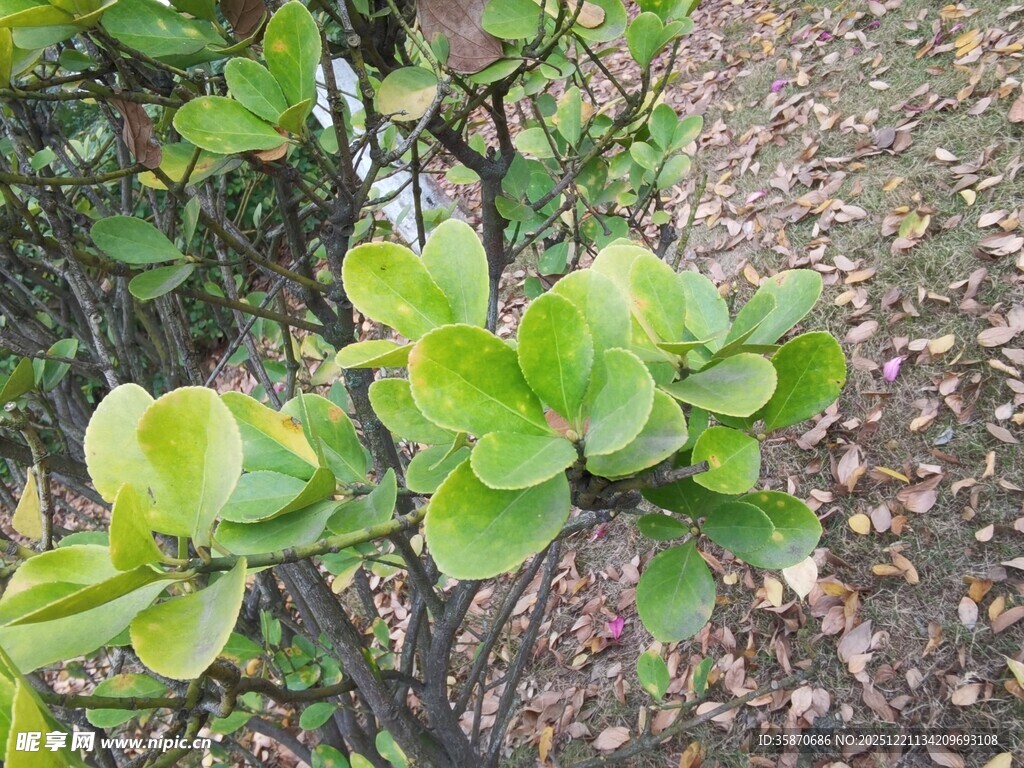 嫩绿叶片的植物特写