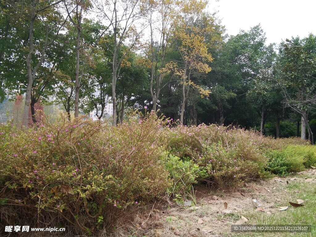 秋日园林绿植景观