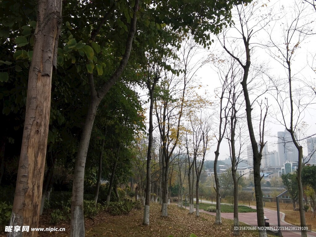 林间小道静谧自然景致