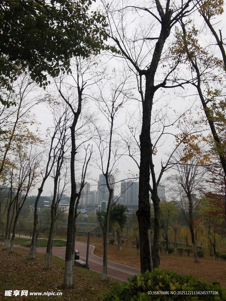 秋日公园树林景致