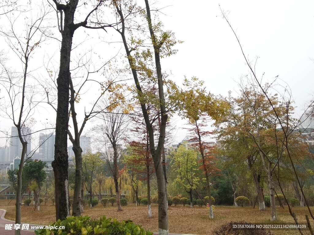 秋日郊野树林景致