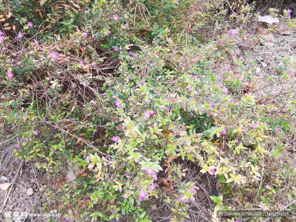 地面上的多彩植物群落